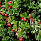 Uva Ursi Leaf (Arctostaphylos uva-ursi)